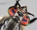 Chrysops mitis - photo 5