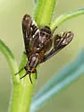 Chrysops moechus - Chrysops moechus