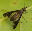 Chrysops moechus - photo 2