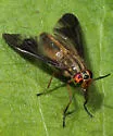 Chrysops moechus - photo 3