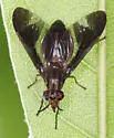 Chrysops moechus - photo 4