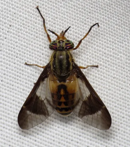 Chrysops montanus