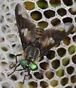 Chrysops nigripes - photo 2