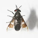 Chrysops noctifer