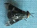 Chrysops noctifer - photo 2