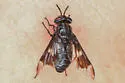 Chrysops noctifer - photo 3