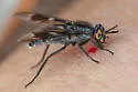 Chrysops noctifer - photo 4