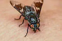 Chrysops noctifer - photo 5