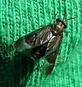 Chrysops obsoletus - Chrysops obsoletus