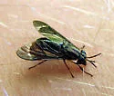 Chrysops obsoletus - photo 2