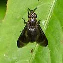 Chrysops obsoletus - photo 3