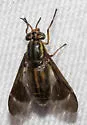 Chrysops obsoletus - photo 4