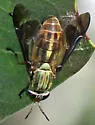 Chrysops obsoletus - photo 5