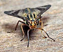Chrysops pikei - photo 2