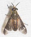 Chrysops pikei - photo 3