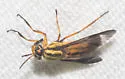Chrysops pikei - photo 4