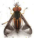 Chrysops pikei - photo 5
