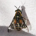 Chrysops proclivis - Chrysops proclivis
