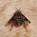 Chrysops proclivis - photo 2