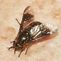 Chrysops proclivis - photo 3