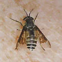 Chrysops proclivis - photo 4