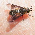Chrysops proclivis - photo 5