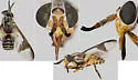 Chrysops pudicus