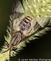 Chrysops pudicus - photo 2