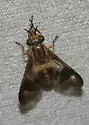 Chrysops reicherti - Chrysops reicherti
