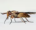 Chrysops reicherti - photo 2