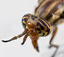 Chrysops reicherti - photo 3