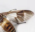 Chrysops reicherti - photo 4