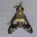Chrysops reicherti - photo 5