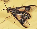 Chrysops sackeni - photo 2