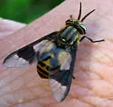 Chrysops sackeni - photo 3