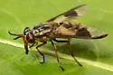 Chrysops sackeni - photo 4