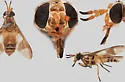Chrysops sandyi