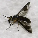 Chrysops sequax - photo 2