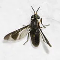 Chrysops sequax - photo 3
