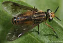 Chrysops shermani - Chrysops shermani