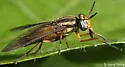 Chrysops shermani - photo 2