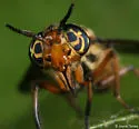 Chrysops shermani - photo 3