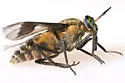 Chrysops sordidus - photo 2