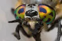 Chrysops sordidus - photo 3