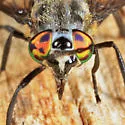 Chrysops sordidus - photo 4