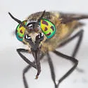 Chrysops sordidus - photo 5