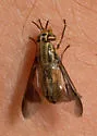 Chrysops striatus - Chrysops striatus