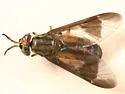 Chrysops striatus - photo 2