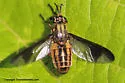Chrysops striatus - photo 3