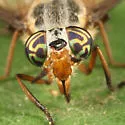 Chrysops striatus - photo 4